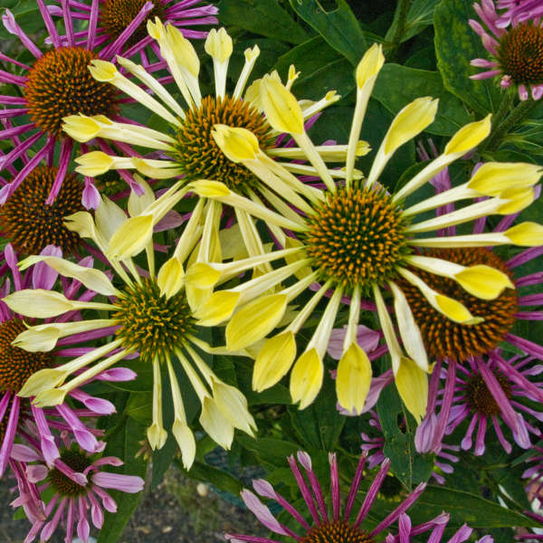 Echinacea 'Passion Flute' Coneflower