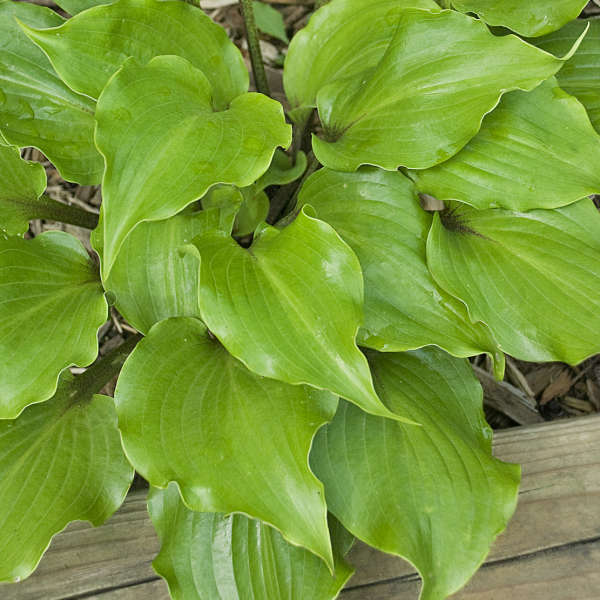 Hosta 'Rocket's Red Glare' Hosta