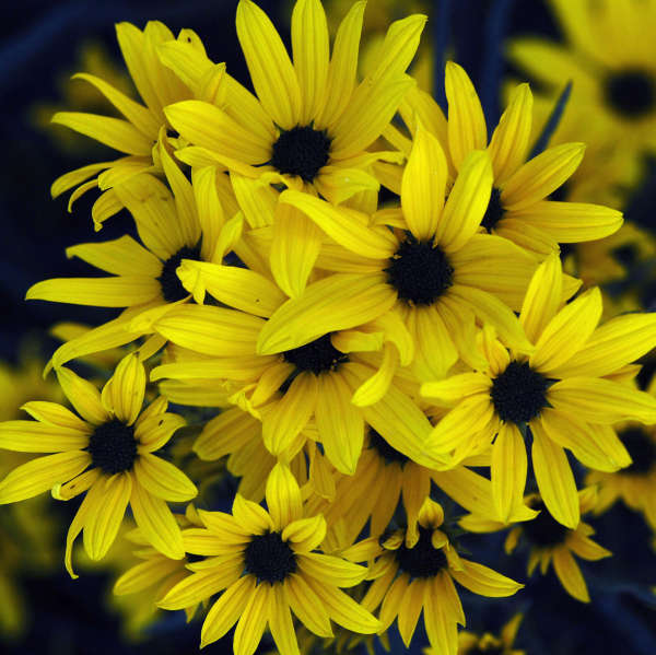 Helianthus 'First Light' Willow Leaf Sunflower