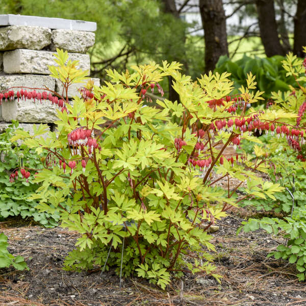 Dicentra 'Hearts on Fire' Old-Fashioned Bleeding Heart