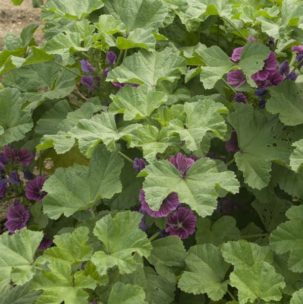 Malva 'Purple Satin' Hollyhock Mallow