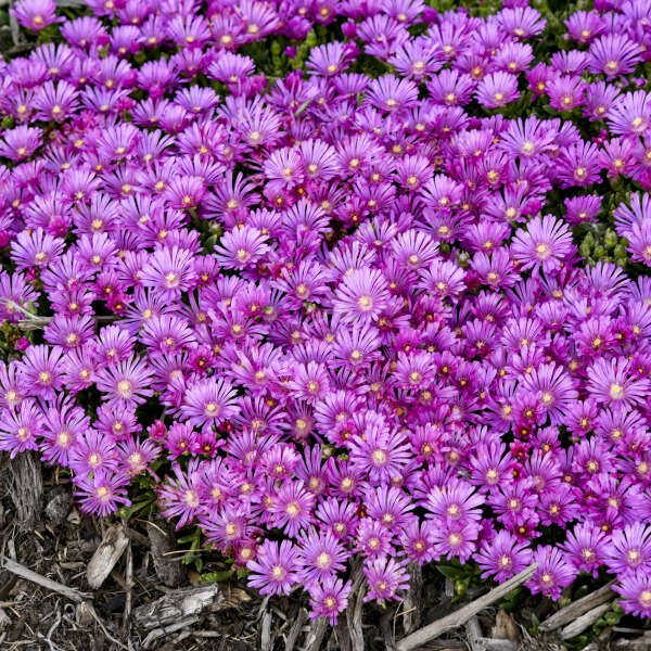 Delosperma 'Orchid Flash' Hardy Ice Plant