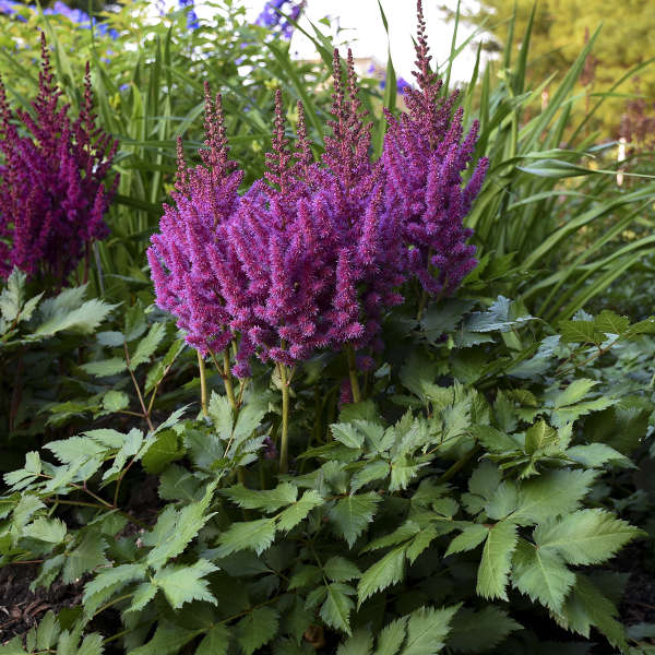 Astilbe 'Little Vision in Purple' Chinese Astilbe