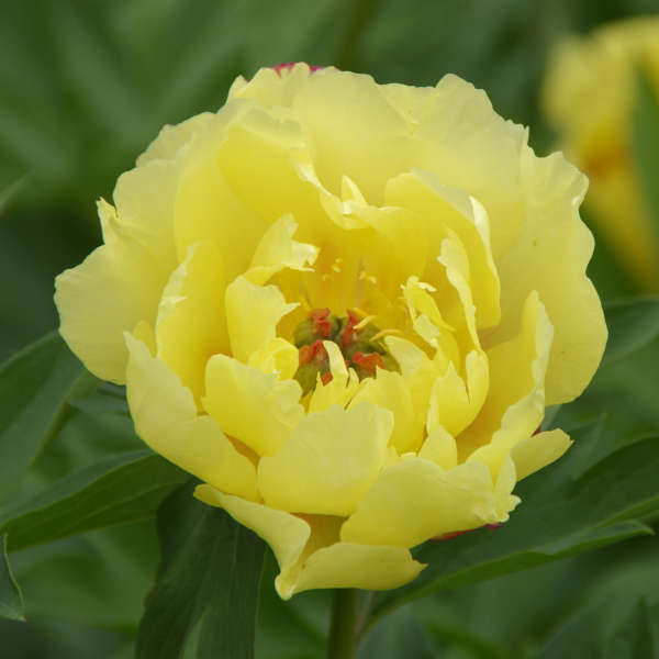 Paeonia 'Sequestered Sunshine' Intersectional Peony