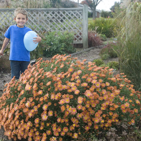 Chrysanthemum 'Rhumba' Hardy Garden Mum