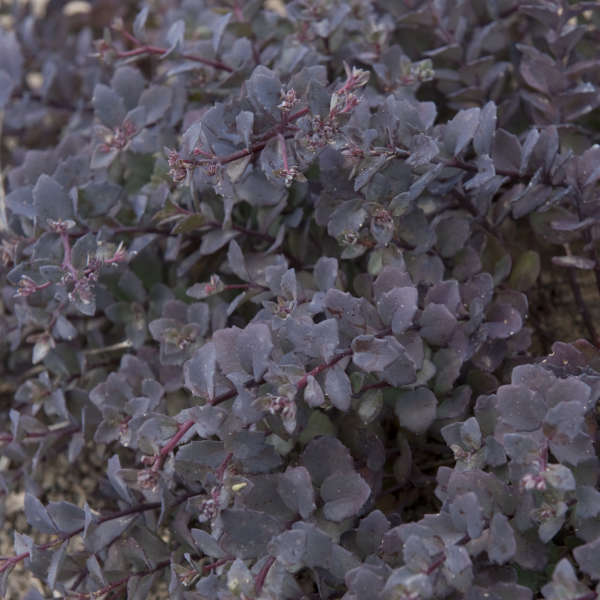 Sedum 'Sunset Cloud' Autumn Stonecrop