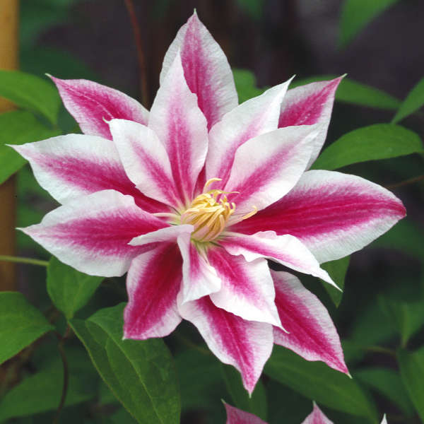 Clematis ‘Andromeda’ | Perennial Resource