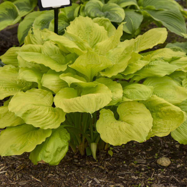 Hosta 'Seasons in the Sun' Hosta