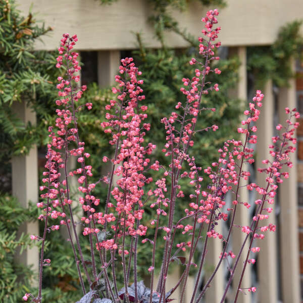 Heuchera 'Glazed and Infused' Coral Bells