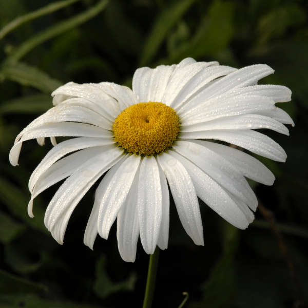 Leucanthemum 'Amelia' Shasta Daisy