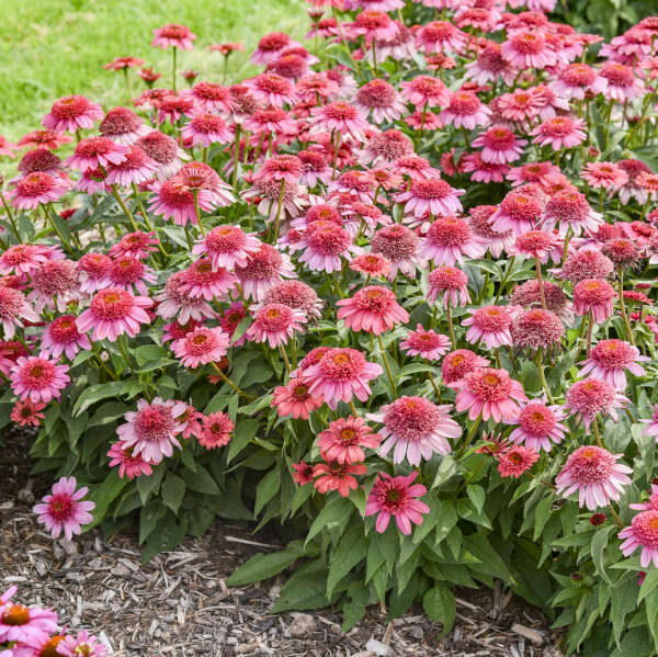 Echinacea 'Strawberry Slushie' Coneflower