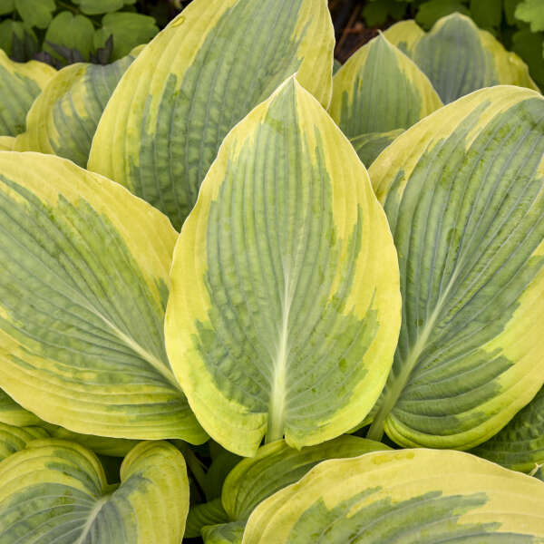 Hosta 'Chance Encounter' Hosta