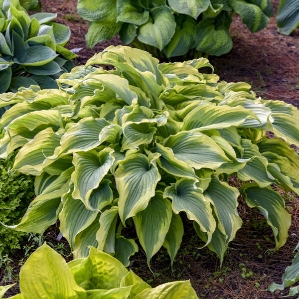 Hosta 'Voices in the Wind' Hosta