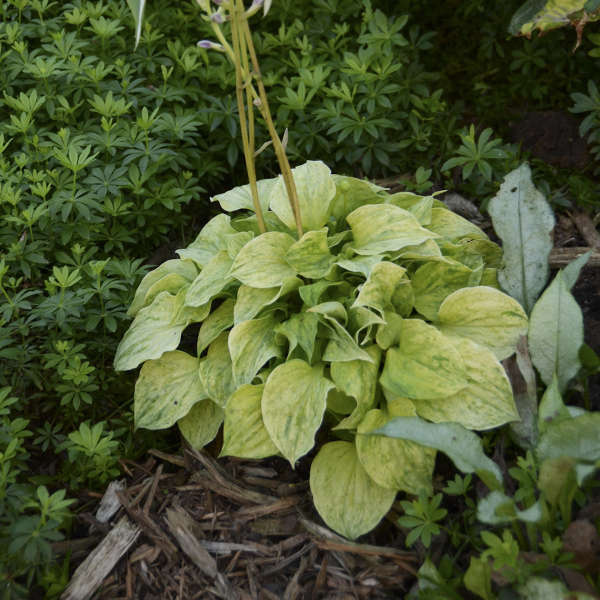 Hosta 'Golden Needles' Hosta