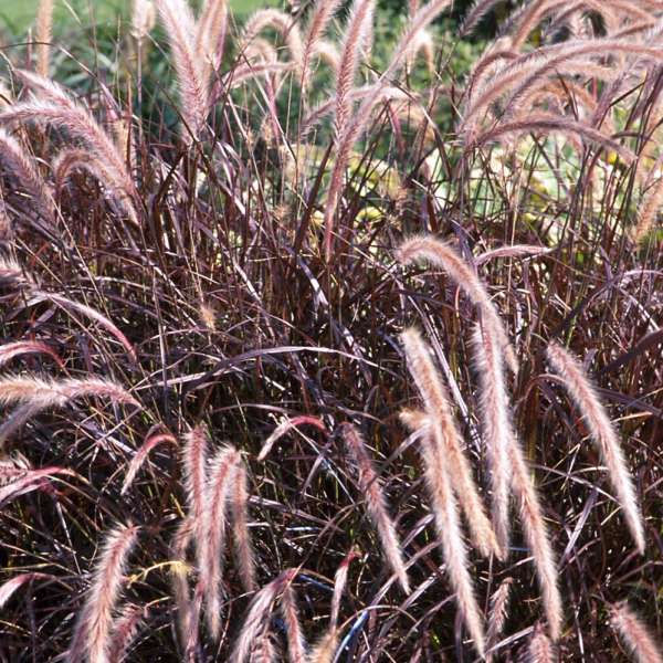 Pennisetum 'Rubrum' Purple Fountain Grass