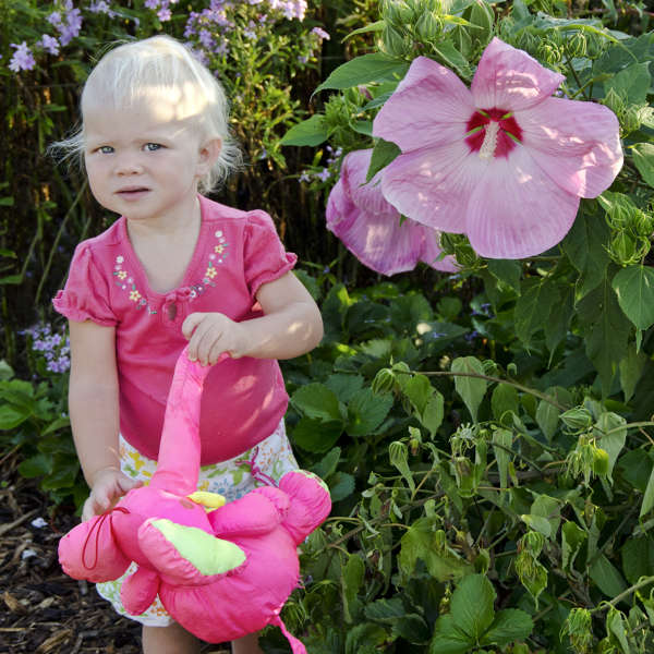 Hibiscus 'Pink Elephant' Rose Mallow