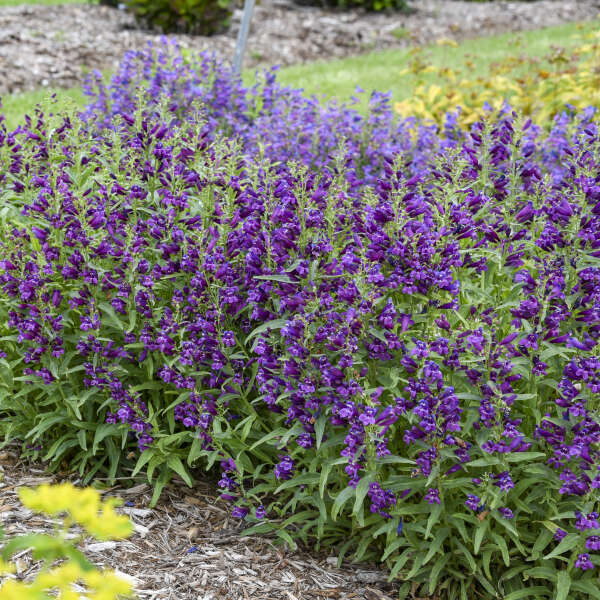 Penstemon 'Dark Amethyst' Bearded Penstemon