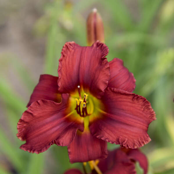 Hemerocallis 'Blazing Returns' Daylily