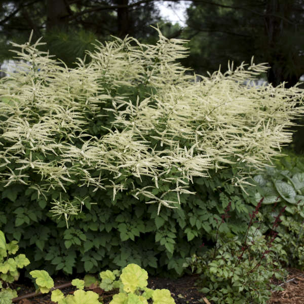 Aruncus 'Misty Lace' Goat's Beard