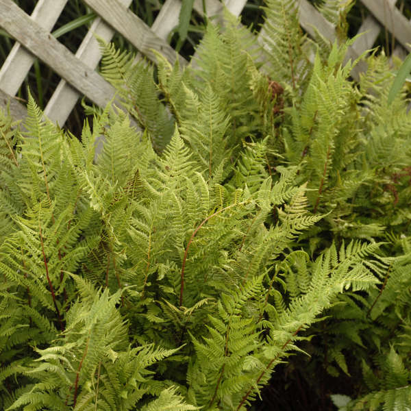 Athyrium 'Lady in Red' Lady Fern