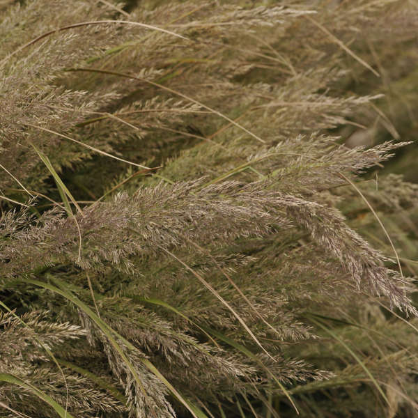 Calamagrostis brachytricha Korean Feather Reed Grass
