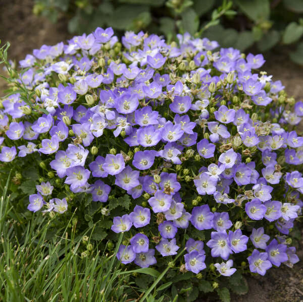 Campanula 'Twilight' Carpathian Bellflower