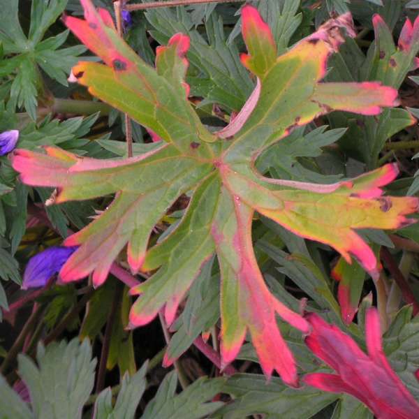 Geranium 'Orion' Hardy Geranium