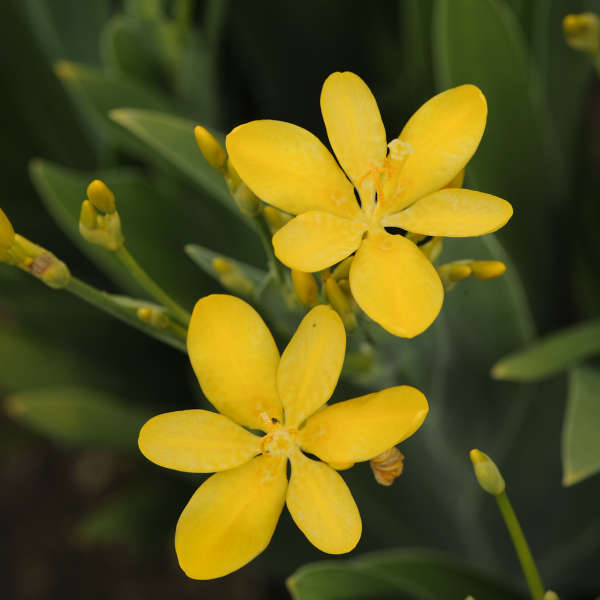 Belamcanda 'Hello Yellow' Blackberry Lily