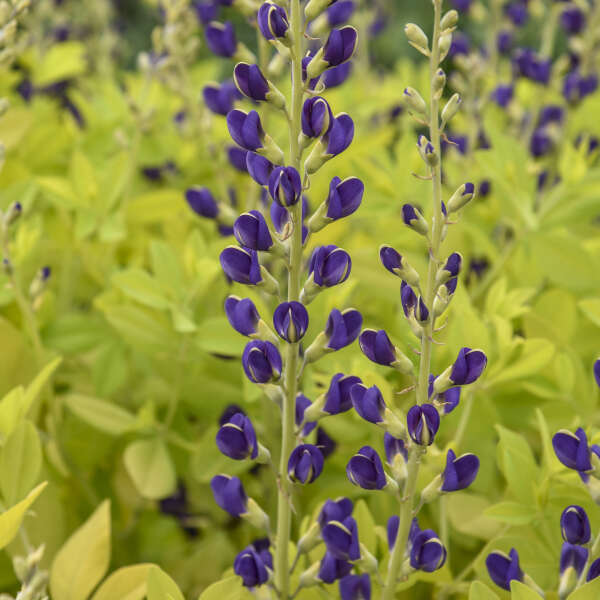 Baptisia 'Golden Anniversary' False Indigo