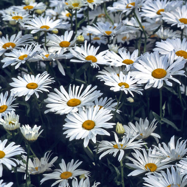 Leucanthemum 'Amelia' Shasta Daisy