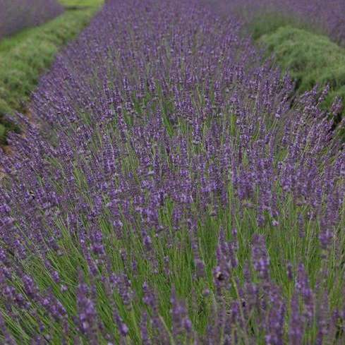 Lavandula PHENOMENAL® English Lavender
