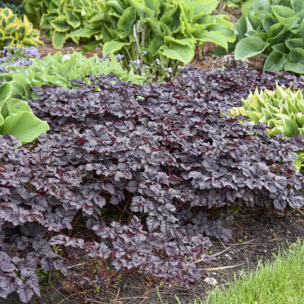 Astilbe 'Dark Side of the Moon' Astilbe