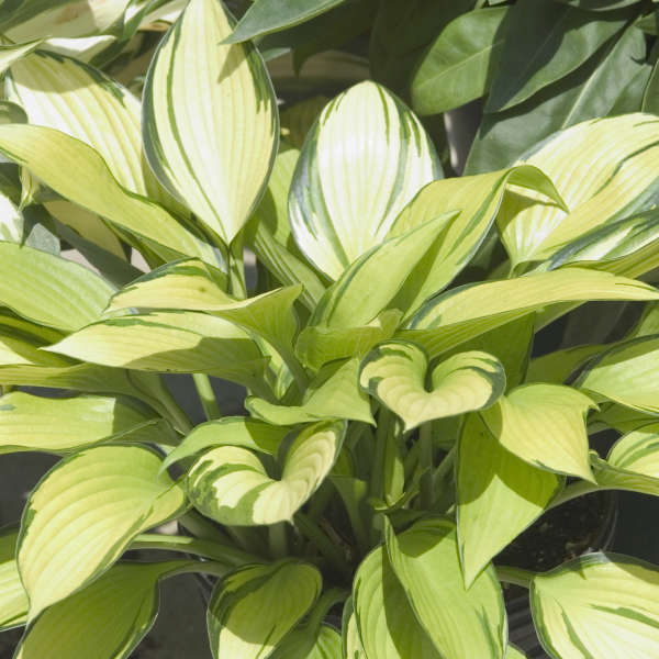 Hosta 'June Fever' Hosta