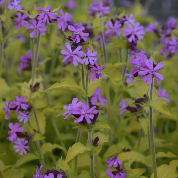 Silene 'Ray's Golden' Red Campion