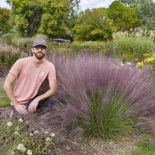 Muhlenbergia 'Candy Floss' Muhly Grass