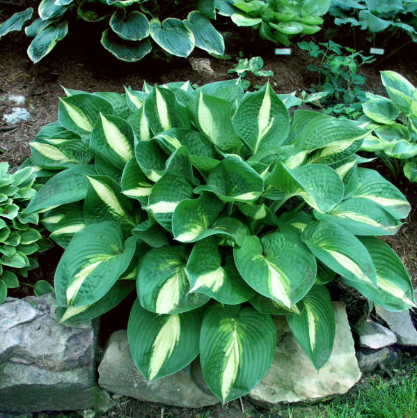 Hosta 'Ann Kulpa' Hosta