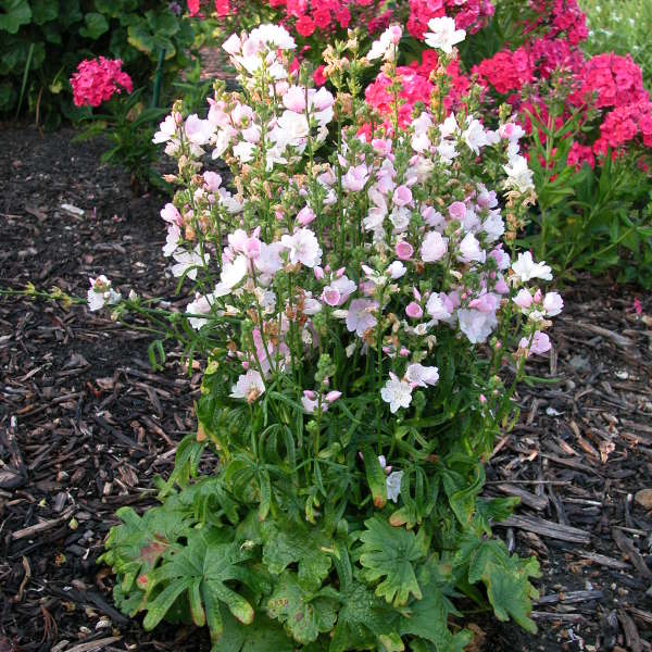 Sidalcea 'Little Princess' Prairie Mallow