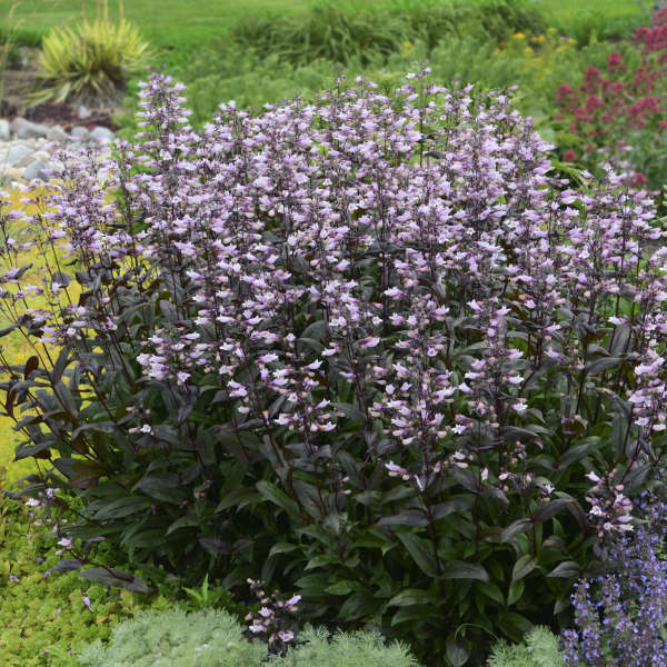 Penstemon 'Dark Towers' Beardtongue