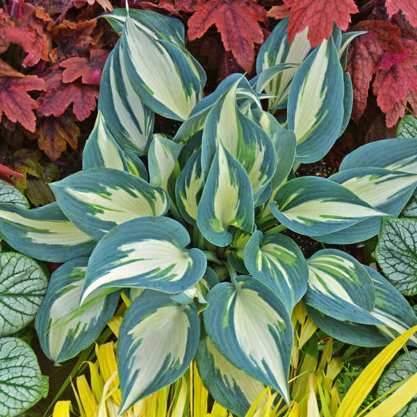 Hosta 'Ivory Queen' Hosta