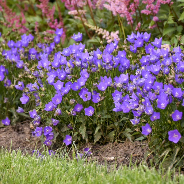 Campanula 'Violet Teacups' Carpathian Bellflower