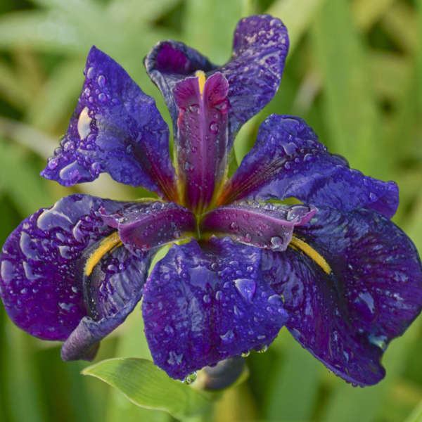 Iris 'Black Gamecock' Louisiana Iris