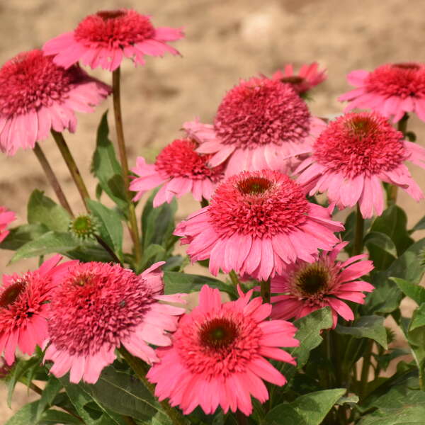 Echinacea 'Coral Cranberry' Coneflower