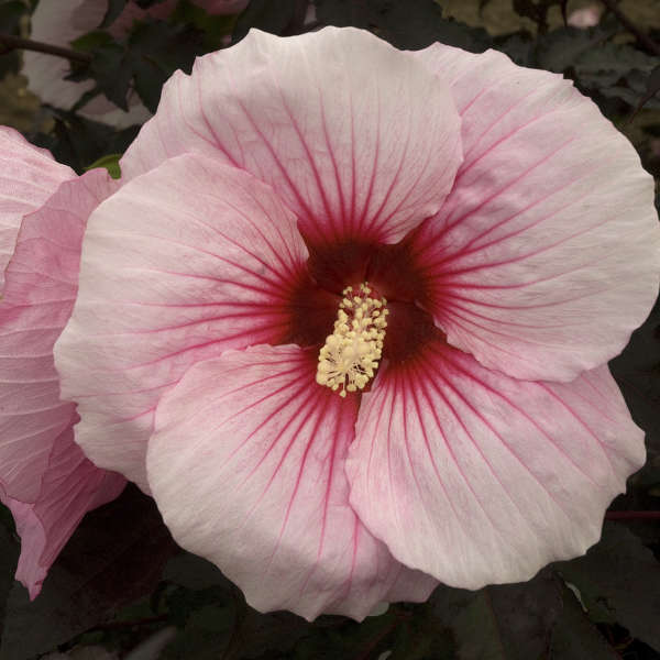 Hibiscus 'Summer Storm' Rose Mallow