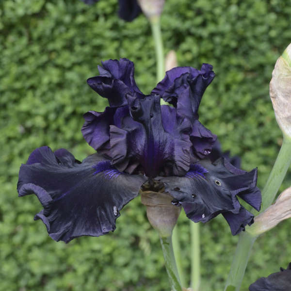 Iris 'Coal Seams' Tall Bearded Iris