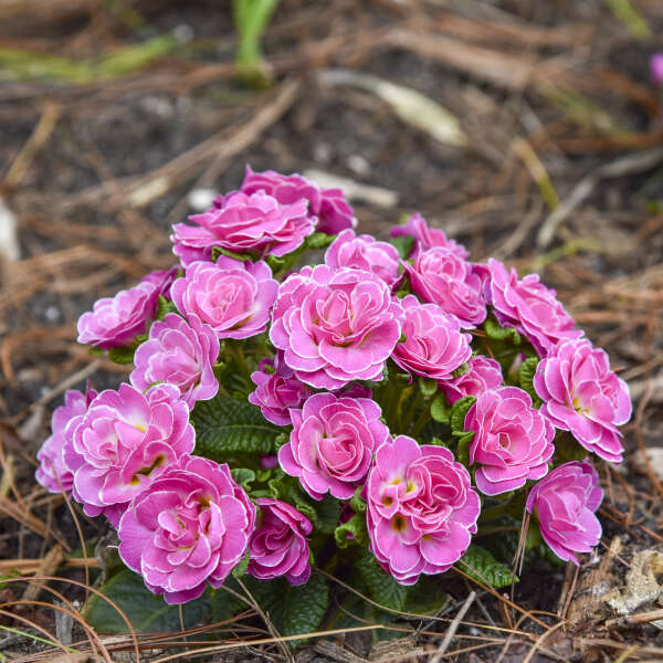 Primula 'Rosalina' Primrose