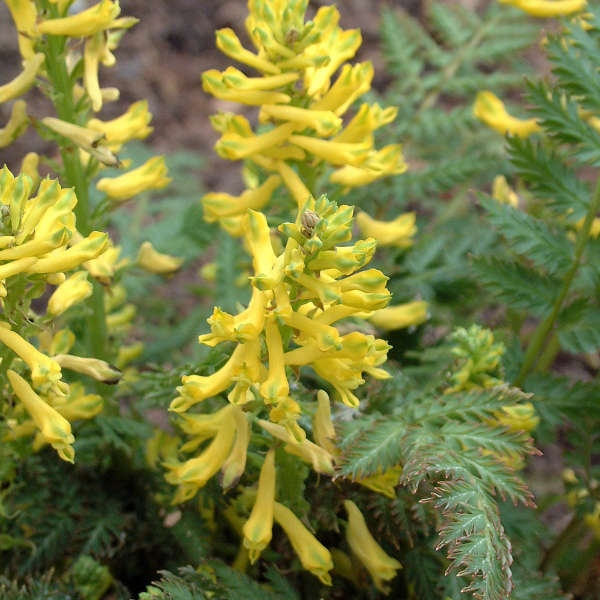 Corydalis cheilanthifolia Corydalis