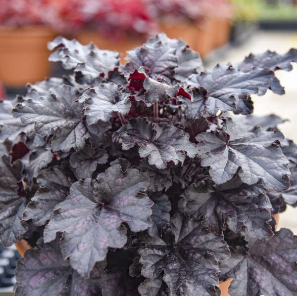 Heuchera 'Sultry Night' Coral Bells