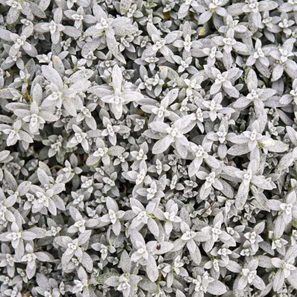 Cerastium 'Cloud Cover' Snow in Summer