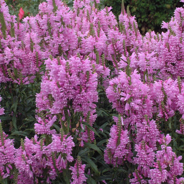Physostegia 'Pink Bouquet' Obedient Plant
