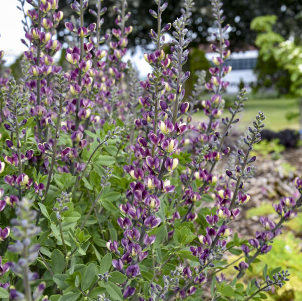 Baptisia 'Grape Escape' False Indigo